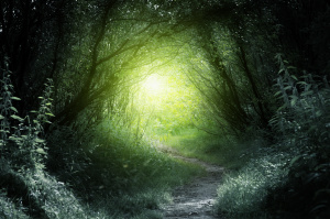 way in deep forest