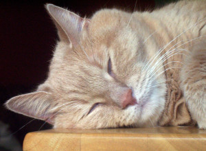 sleeping_cat