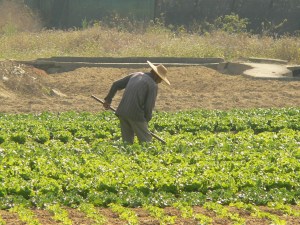 Farmer tending his crop